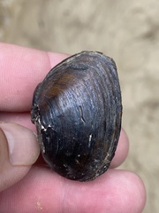Pleurobema perovatum