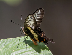 Pachliopta liris aberrans