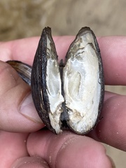 Pleurobema perovatum