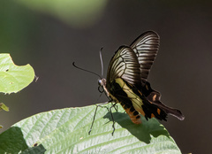 Pachliopta liris aberrans