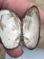 Pleurobema perovatum