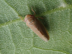 Speudotettix subfusculus