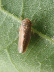 Speudotettix subfusculus