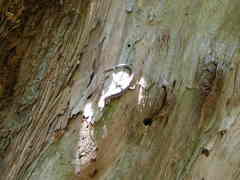 Cryptoblepharus virgatus