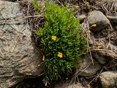 Erythranthe linearifolia