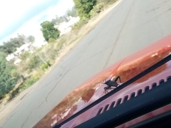 Acanthocephala alata