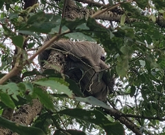 Choloepus hoffmanni
