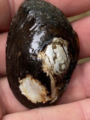 Pleurobema perovatum