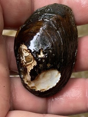 Pleurobema perovatum