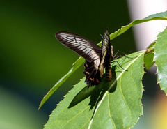 Pachliopta liris aberrans