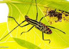 Macrochenus isabellinus