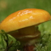 Larch Bolete - Photo (c) bjoerns, some rights reserved (CC BY-SA), uploaded by bjoerns