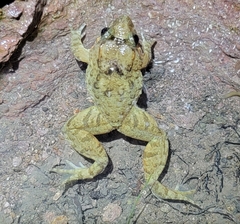 Limnonectes fujianensis