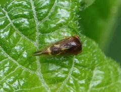 Ophiderma evelyna