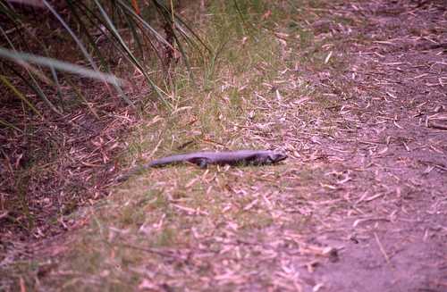 Egernia kingii