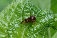 Ophiderma evelyna