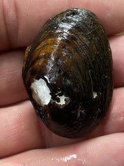 Pleurobema perovatum