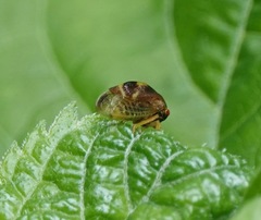 Ophiderma evelyna