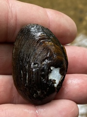 Pleurobema perovatum