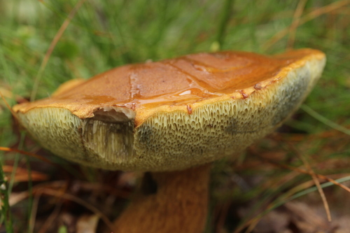 Representative image of Imleria