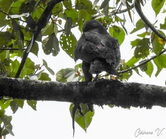 Buteo brachyurus