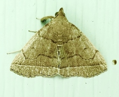 Zanclognatha obscuripennis