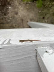 Sphaerodactylus elegans