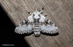 Tolype melascens