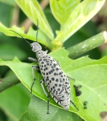 Epicauta atomaria