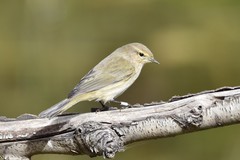 Phylloscopus collybita