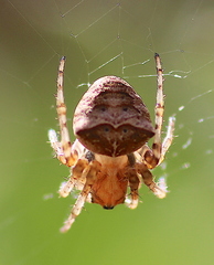 Gibbaranea bituberculata