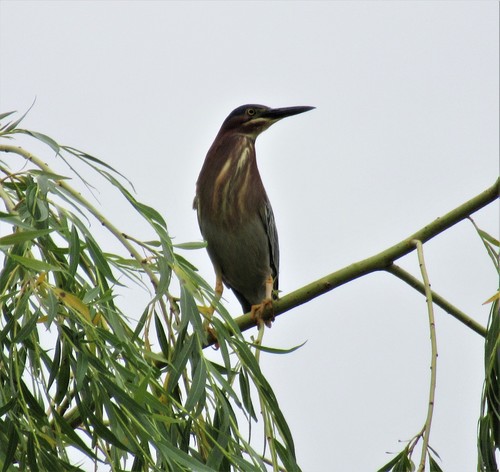 Green Heron photographed in Washington