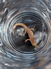 Sphaerodactylus elegans