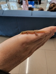 Sphaerodactylus elegans