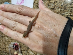 Sphaerodactylus elegans