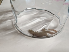 Sphaerodactylus elegans