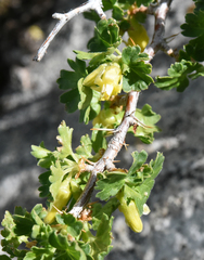 Ribes lasianthum