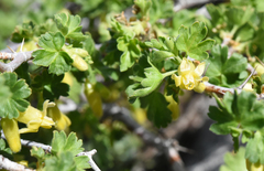 Ribes lasianthum