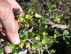 Ribes lasianthum
