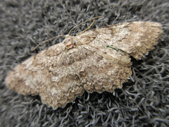 Hypomecis punctinalis