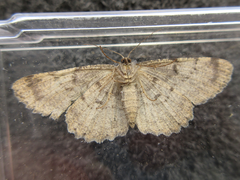 Hypomecis punctinalis