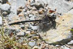 Phanogomphus borealis