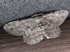 Hypomecis punctinalis