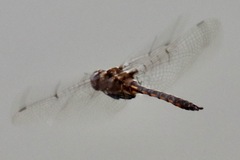 Epitheca petechialis