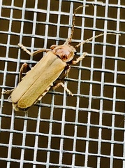 Cantharis rufa