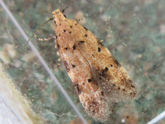 Pseudotelphusa acrobrunella