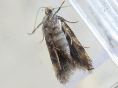 Pseudotelphusa acrobrunella