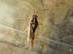Dryophilocoris kerzhneri