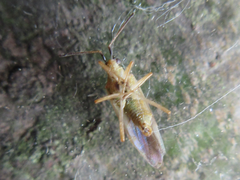 Dryophilocoris kerzhneri