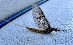 Ephemera vulgata
